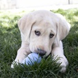 KONG Puppy M - Hračky pro psy