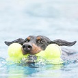 KONG Airdog Bone L - Hračky pro psy