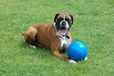 Company of Animals hračka Míč Boomer Ball plast 11 cm - Letní tipy