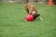 Company of Animals hračka Míč Boomer Ball plast 25 cm - Letní tipy
