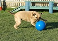 Company of Animals hračka Míč Boomer Ball plast 25 cm - Letní tipy