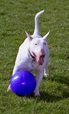 Company of Animals hračka Míč Boomer Ball plast 25 cm - Letní tipy