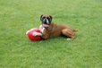 Company of Animals hračka Míč Boomer Ball plast 25 cm - Letní tipy