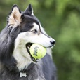 KONG SqueakAir Ball L - Hračky pro psy
