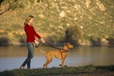 Company of Animals Halti Front Control Harness S - Výcvikové pomůcky