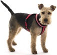 Company of Animals Comfy postroj nylon S - Cestování, přeprava psa