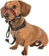 Company of Animals Halti Optifit Headcollar S - Výcvikové pomůcky