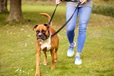 Company of Animals Halti Optifit Headcollar S - Výcvikové pomůcky