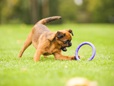 Puller Micro kruh pěnová guma 12,5 cm, 2 ks - Letní tipy