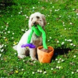 KONG Puzzlements Escape Flower Pot - Hračky pro psy