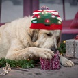 Nobby Xmas svítící čepice - Oblečky pro psy: vesty, bundy, kombinézy