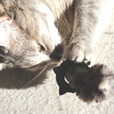 Nobby kroužek z catnipu s plyšovým ocáskem - Hračky pro kočky, catnip