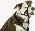 Company of Animals Halti Headcollar 2 - Výcvikové pomůcky