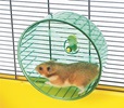 Kolotoč plast pro hlodavce plný Rolly Medium Savic prům. 14 cm - Hračky, kolotoče, prolézačky