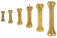 Duvo+ bůvolí kost 16 cm - Výprodej