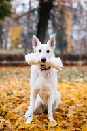 Pet's Up Buvolí uzel přírodní 33 cm - Pamlsky pro psy