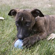KONG Puppy Ball w/Hole M/L - Hračky pro psy