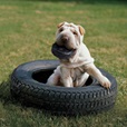 KONG Extreme Tyres S - Hračky pro psy
