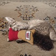 KONG Kickeroo Cuddler mix - Hračky pro kočky, catnip