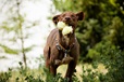 ManMat Obojek polstrovaný 52 cm (XXL) červený - Obojky