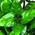 Komodo popínavá rostlina Philodendron S - Dekorace, písky, pozadí, misky