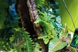 Komodo popínavá rostlina Philodendron S - Dekorace, písky, pozadí, misky