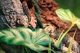 Komodo kůra korková S - Dekorace, písky, pozadí, misky