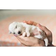 Nature's Protection Milk Replacer for Puppies 200 g - Doplňky výživy, zubní péče