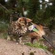 Nature's Protection Milk Replacer for Kittens 200 g - Doplňky výživy, zubní péče