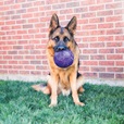 KONG FlexBall M/L - Hračky pro psy