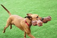 Happy Pet Extreme Bone - Hračky pro psy