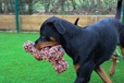 Happy Pet Extreme Bone - Hračky pro psy