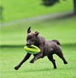 Happy Pet Grubber Interactive Rugby Ball - Letní tipy