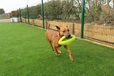 Happy Pet Grubber Interactive Rugby Ball - Letní tipy