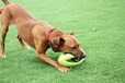 Happy Pet Grubber Interactive Rugby Ball - Letní tipy