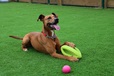 Happy Pet Grubber Interactive Rugby Ball - Letní tipy