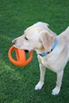Happy Pet Grubber Interactive Football - Hračky pro psy