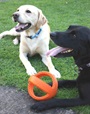 Happy Pet Grubber Interactive Football - Hračky pro psy