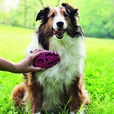 KONG ZoomGroom L Raspberry růžový - Úprava srsti a drápků