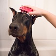 KONG ZoomGroom L Boysberry modrý - Úprava srsti a drápků