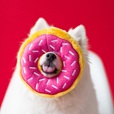 ZippyPaws Donutz  jahodový - Hračky pro psy