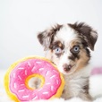 ZippyPaws Donutz  jahodový - Hračky pro psy