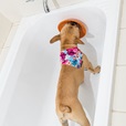 LickiMat Splash lízací podložka do vany oranžová - Misky a příslušenství