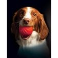 Starmark DuraFoam Bacon Ball L - Letní tipy