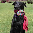 KONG Wubba Weaves w/Rope S mix - Letní tipy