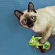 KONG Refillables Chameleon - Hračky pro kočky, catnip