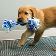 KONG Rope Stick Puppy M mix - Hračky pro psy