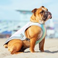 Canada Pooch chladicí vesta Chill Seeker vel. 32 duhová - Výprodej