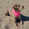 Canada Pooch chladicí šátek M růžový - Oblečky pro psy: vesty, bundy, kombinézy