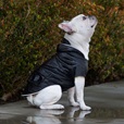 Canada Pooch pláštěnka Torrential Tracker vel. 22 černá - Oblečky pro psy: vesty, bundy, kombinézy